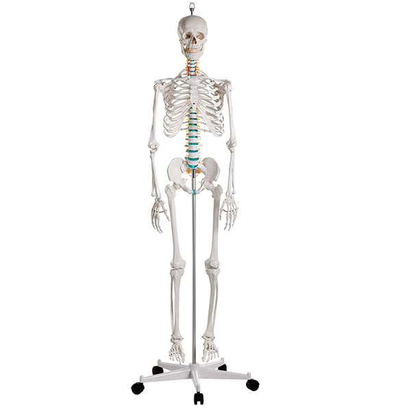 Didactic Skeleton Oscar