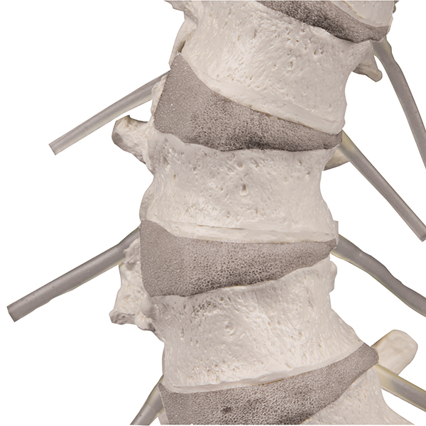 Flexible vertebral column with pelvis with stand