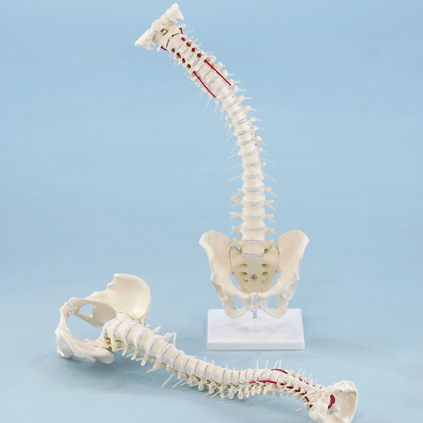 Flexible vertebral column with pelvis with stand