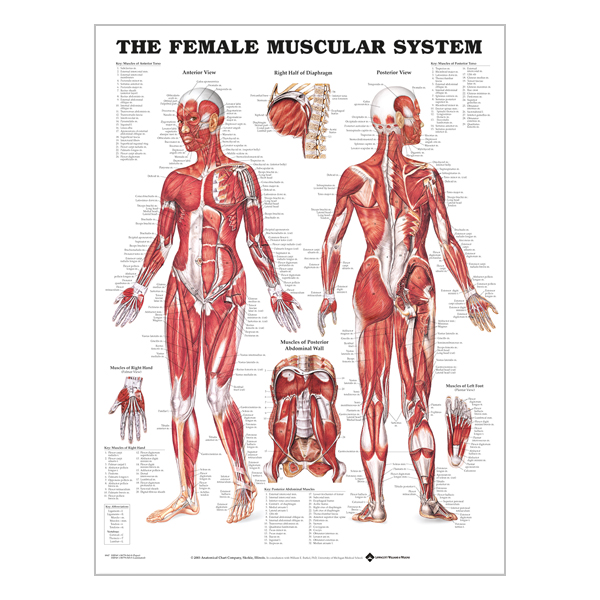 Chart "Female muscular system"