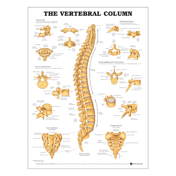 Chart "Vertebral column"