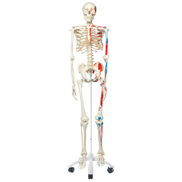 "Max" the classic muscle skeleton