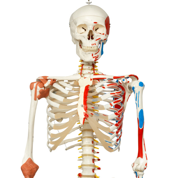 Sam the super human skeleton