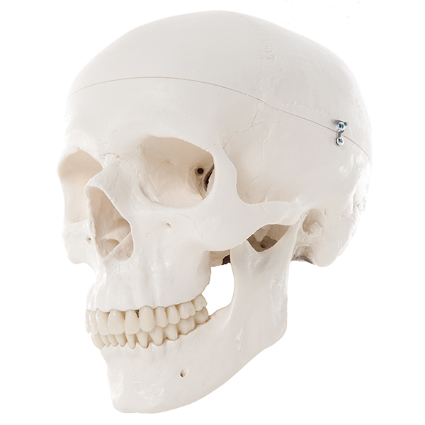 Classic Human Skull