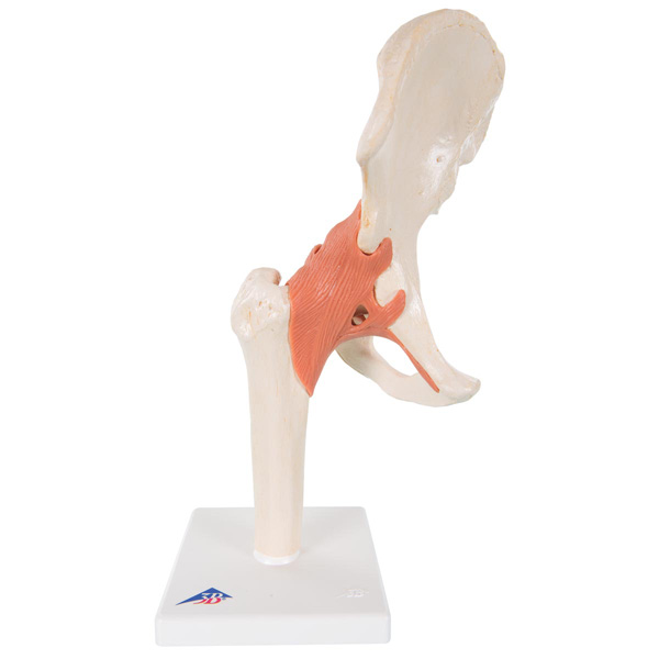 Deluxe functional hip joint model