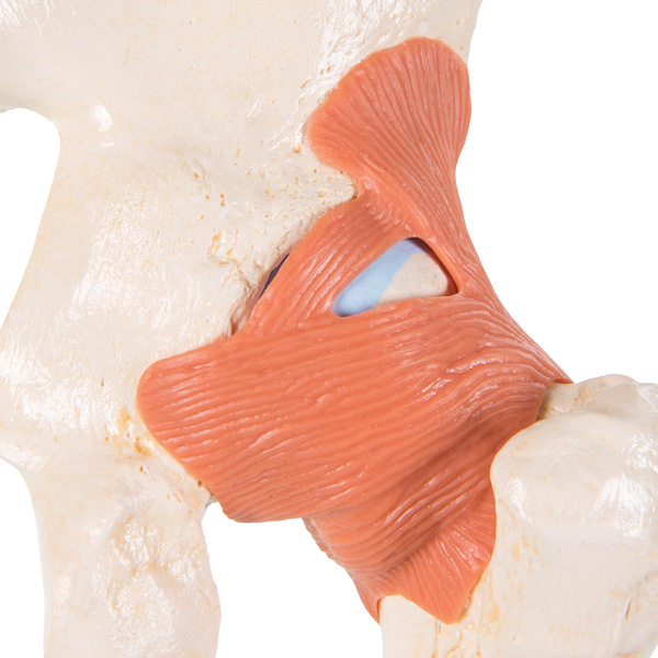 Deluxe functional hip joint model