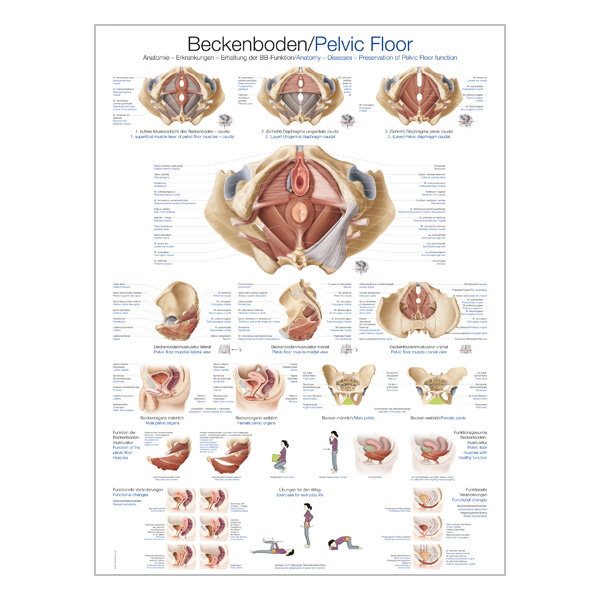 Chart "Pelvic Floor