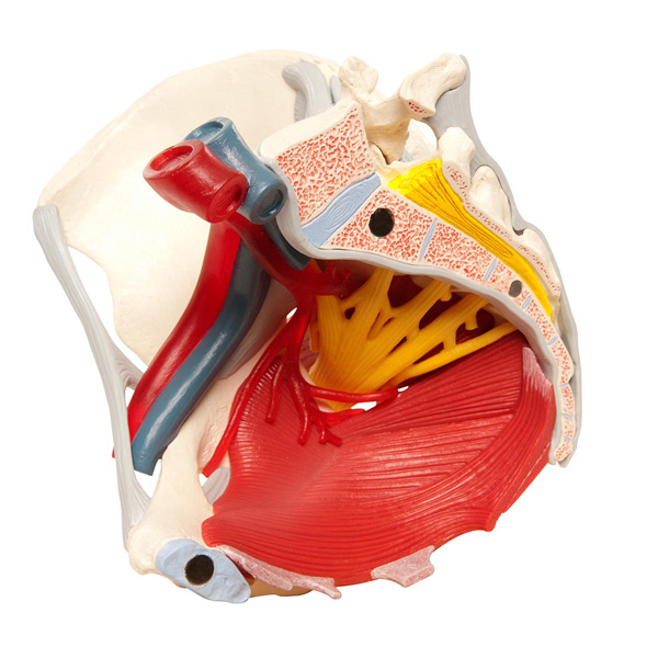 Removable Female pelvis model with ligaments, vessels nerves, pelvic floor and organs - 6 parts