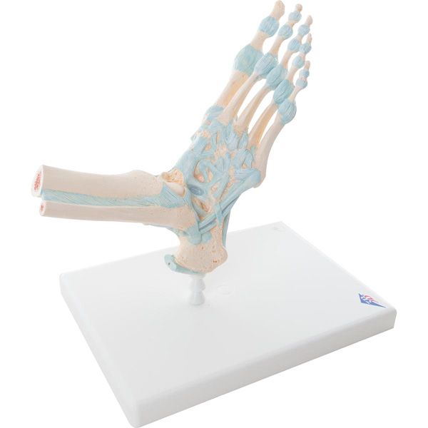 Foot Skeleton Model with Ligaments