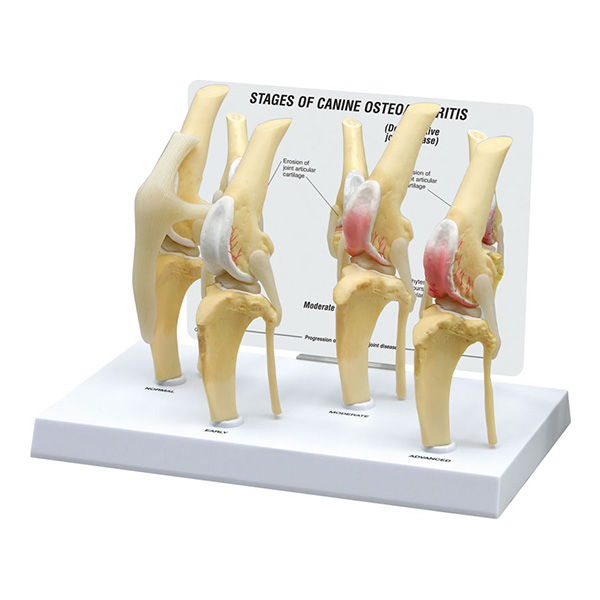 Canine knee with disease stages