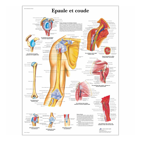 Chart "Épaule et coude"