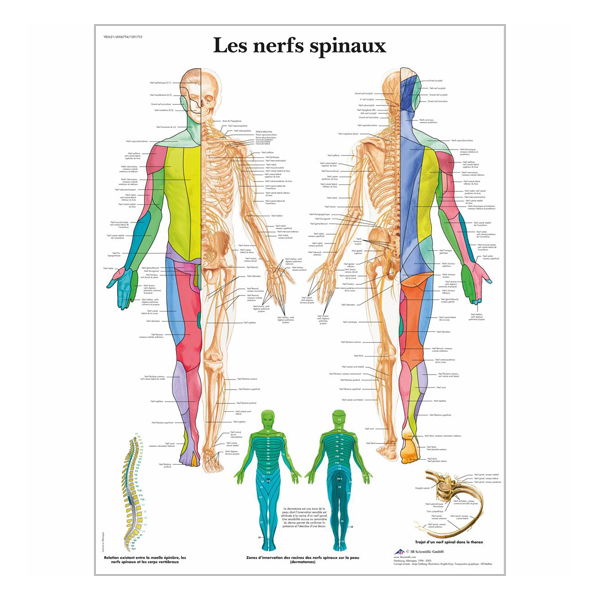 Chart "Les nerfs spinaux"