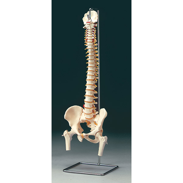 Deluxe Vertebral Male Column with Femoral Heads and Support