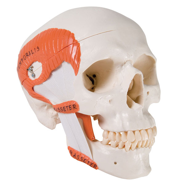 TMJ Human Skull Model, 2 parts