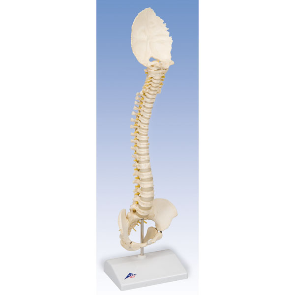 BONElike Child's Vertebral Column Model