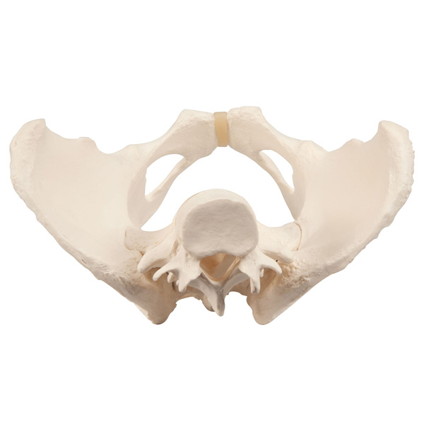 Functional female pelvic skeleton model