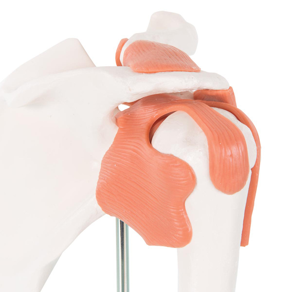 Functional shoulder joint model