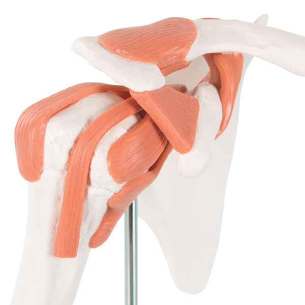 Functional shoulder joint model