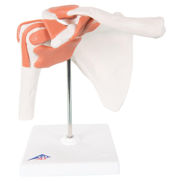 Functional shoulder joint model