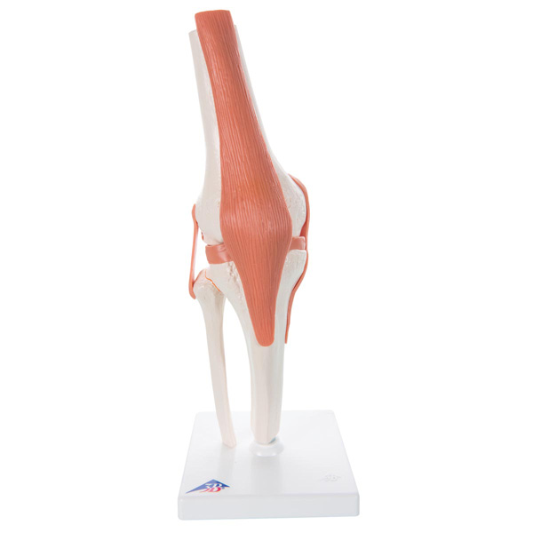 Functional knee joint model