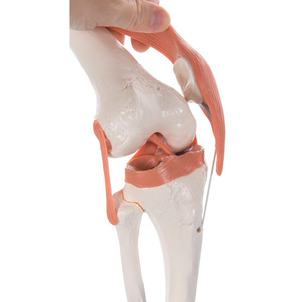 Functional knee joint model