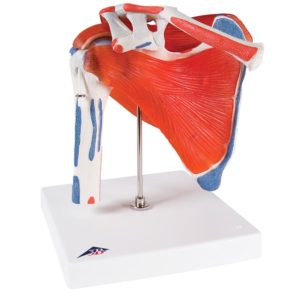 Shoulder joint with rotator cuff model - 5 parts