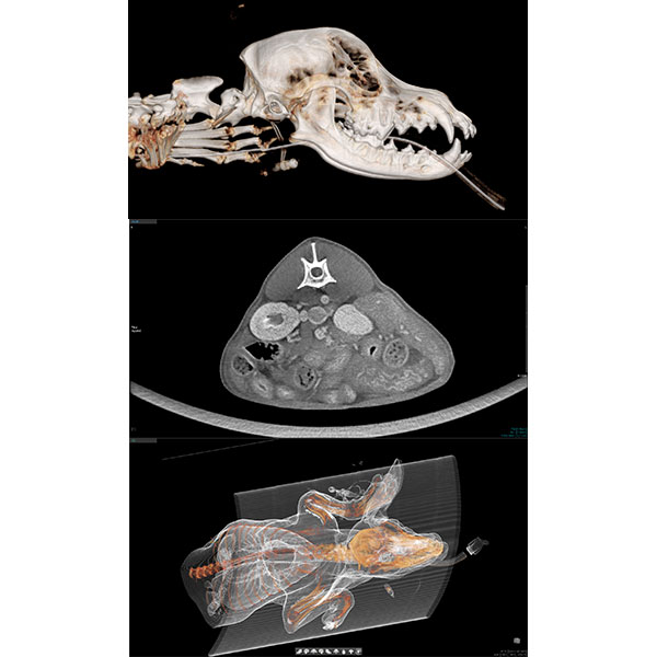 MyVet CT i3D spiral linear system