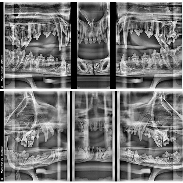 Panoramic x-ray system MyVet Pan i2D