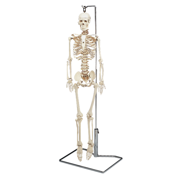 Mr. Thrifty Flexible Skeleton 